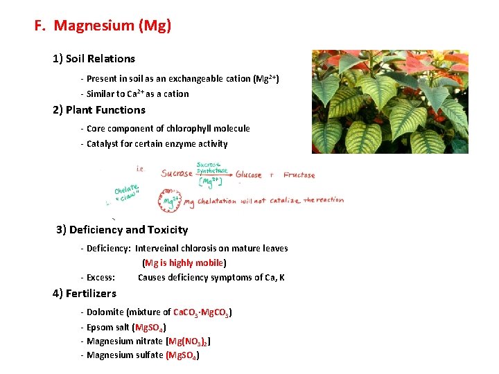 F. Magnesium (Mg) 1) Soil Relations - Present in soil as an exchangeable cation