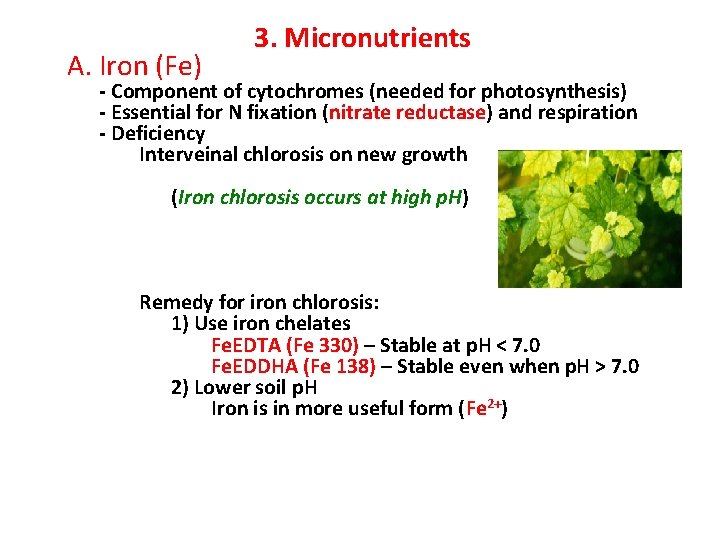 A. Iron (Fe) 3. Micronutrients - Component of cytochromes (needed for photosynthesis) - Essential