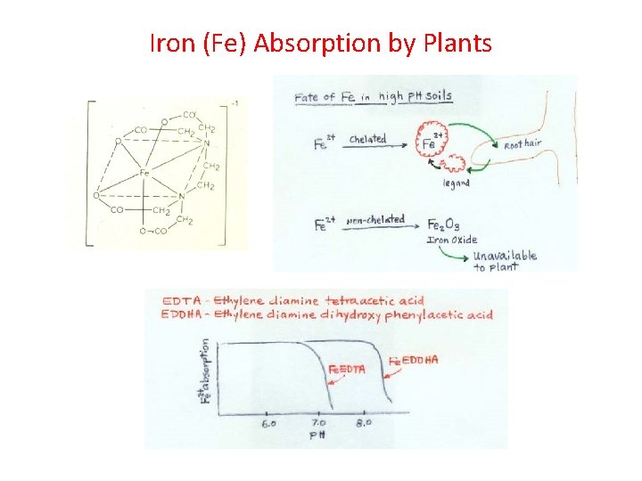 Iron (Fe) Absorption by Plants 