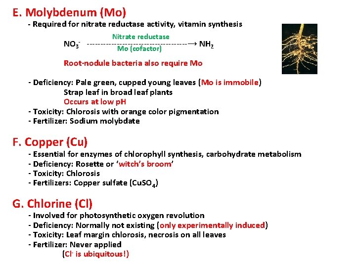 E. Molybdenum (Mo) - Required for nitrate reductase activity, vitamin synthesis NO 3 -