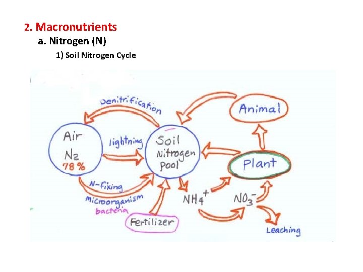 2. Macronutrients a. Nitrogen (N) 1) Soil Nitrogen Cycle 