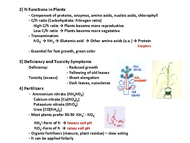 2) N Functions in Plants - Component of proteins, enzymes, amino acids, nucleic acids,