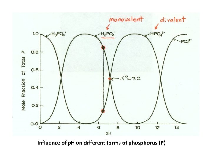 Influence of p. H on different forms of phosphorus (P) 