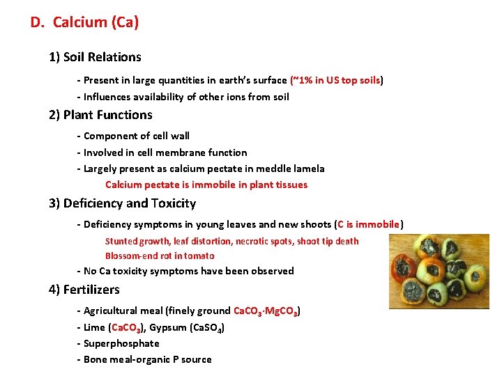 D. Calcium (Ca) 1) Soil Relations - Present in large quantities in earth’s surface