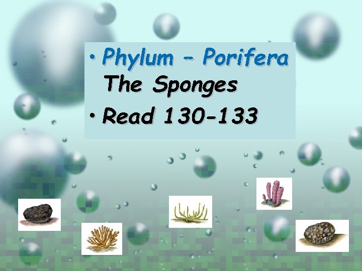 • Phylum – Porifera The Sponges • Read 130 -133 