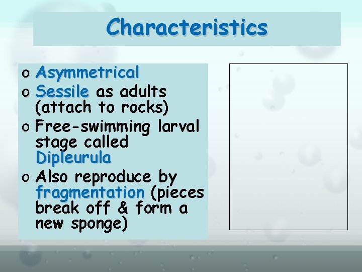 Characteristics o Asymmetrical o Sessile as adults (attach to rocks) o Free-swimming larval stage