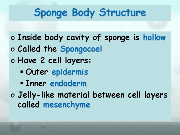 Sponge Body Structure o Inside body cavity of sponge is hollow o Called the