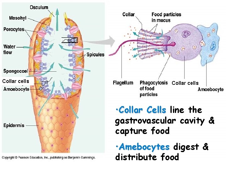Collar cells • Collar Cells line the gastrovascular cavity & capture food • Amebocytes