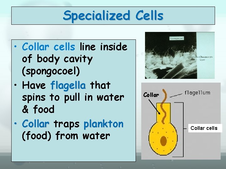 Specialized Cells • Collar cells line inside of body cavity (spongocoel) • Have flagella