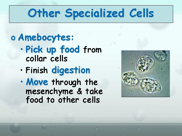 Other Specialized Cells o Amebocytes: • Pick up food from collar cells • Finish
