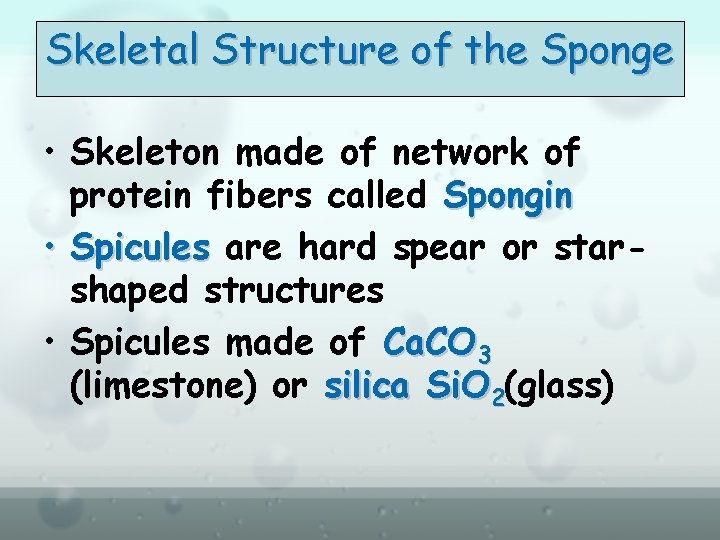 Skeletal Structure of the Sponge • Skeleton made of network of protein fibers called