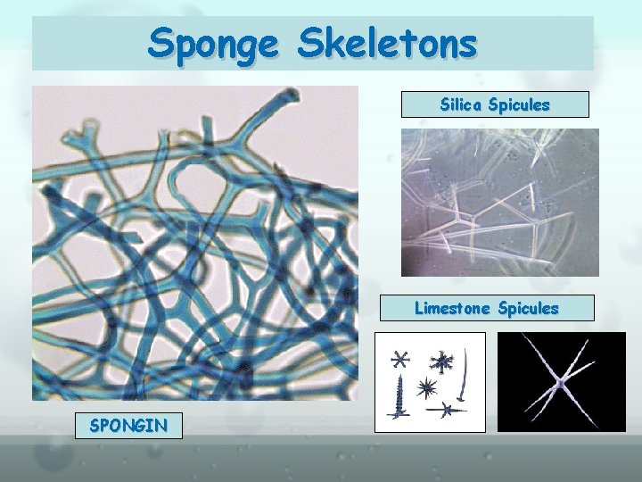 Sponge Skeletons Silica Spicules Limestone Spicules SPONGIN 