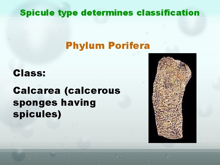 Spicule type determines classification Phylum Porifera Class: Calcarea (calcerous sponges having spicules) 