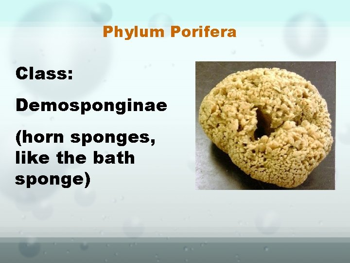 Phylum Porifera Class: Demosponginae (horn sponges, like the bath sponge) 