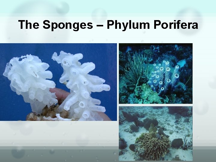 The Sponges – Phylum Porifera 