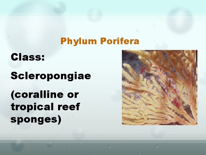 Phylum Porifera Class: Scleropongiae (coralline or tropical reef sponges) 