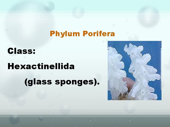 Phylum Porifera Class: Hexactinellida (glass sponges). 