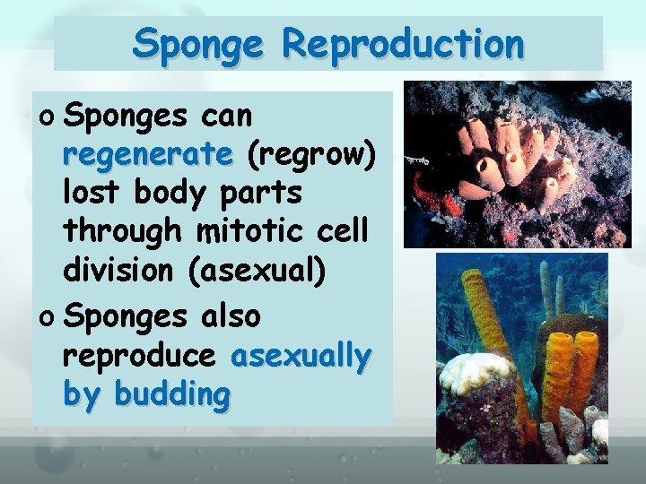 Sponge Reproduction o Sponges can regenerate (regrow) lost body parts through mitotic cell division