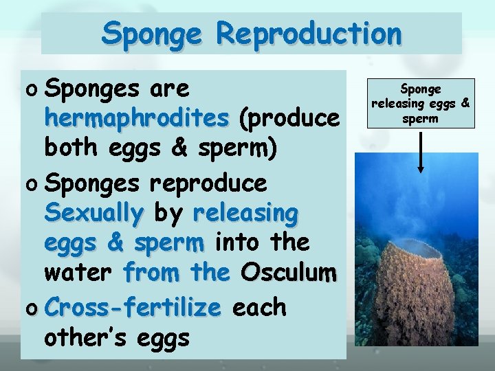 Sponge Reproduction o Sponges are hermaphrodites (produce both eggs & sperm) o Sponges reproduce