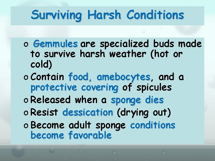 Surviving Harsh Conditions o Gemmules are specialized buds made to survive harsh weather (hot