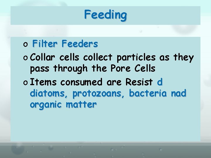 Feeding o Filter Feeders o Collar cells collect particles as they pass through the