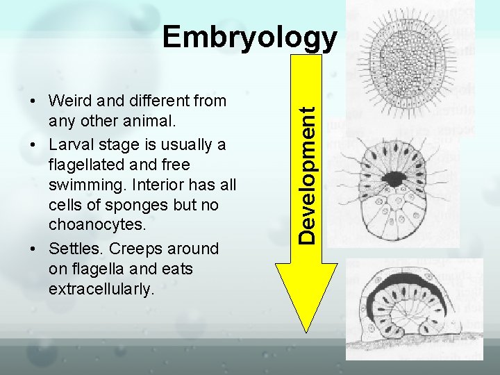  • Weird and different from any other animal. • Larval stage is usually