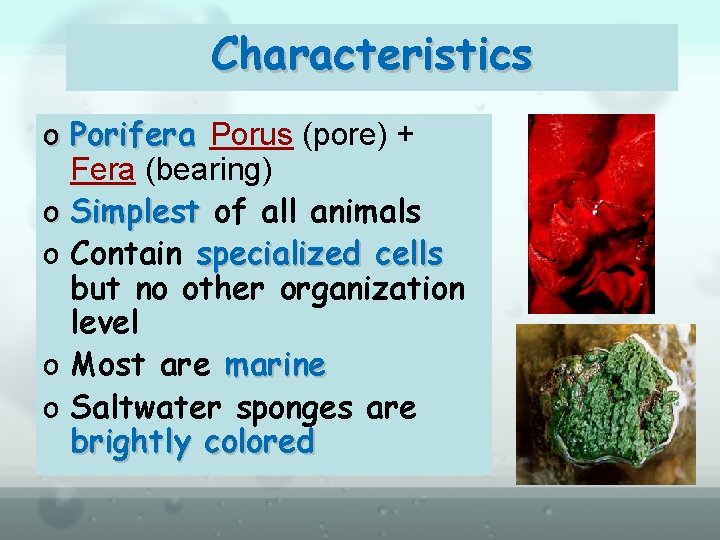 Characteristics o Porifera Porus (pore) + Fera (bearing) o Simplest of all animals o