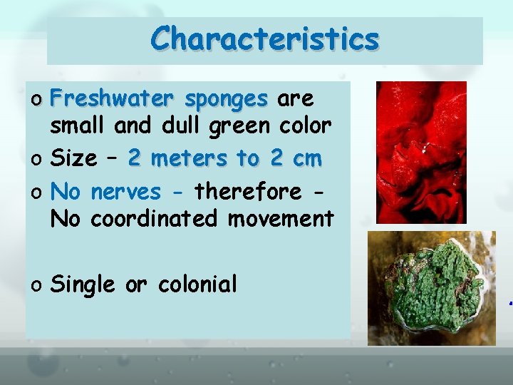 Characteristics o Freshwater sponges are small and dull green color o Size – 2