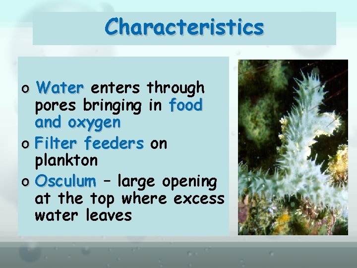 Characteristics o Water enters through pores bringing in food and oxygen o Filter feeders