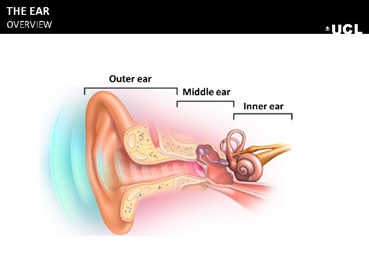 THE EAR OVERVIEW UCL THE EAR OVERVIEW UCL