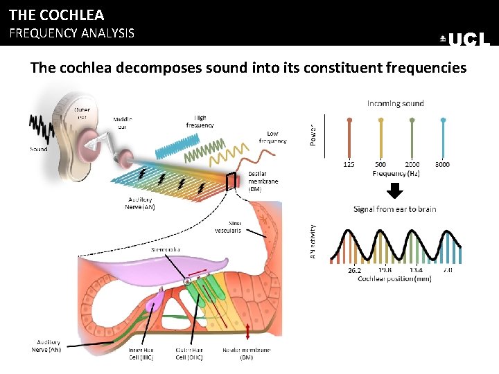 THE COCHLEA FREQUENCY ANALYSIS UCL The cochlea decomposes sound into its constituent frequencies THE COCHLEA FREQUENCY ANALYSIS UCL The cochlea decomposes sound into its constituent frequencies