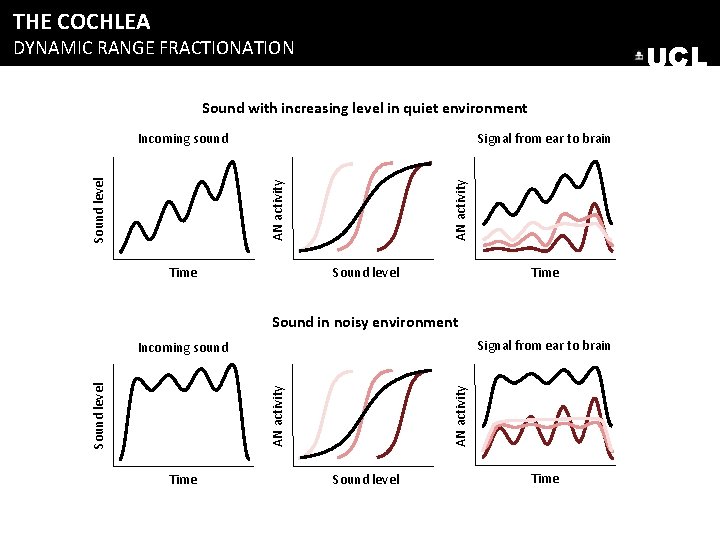THE COCHLEA DYNAMIC RANGE FRACTIONATION UCL Sound with increasing level in quiet environment Signal THE COCHLEA DYNAMIC RANGE FRACTIONATION UCL Sound with increasing level in quiet environment Signal