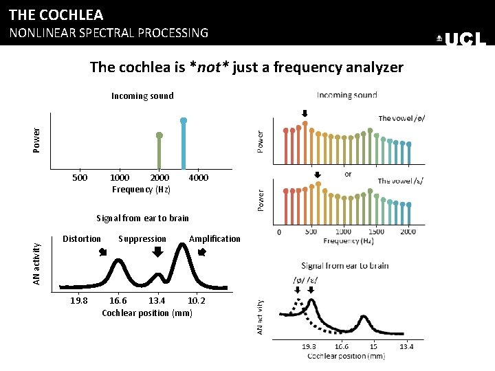 THE COCHLEA NONLINEAR SPECTRAL PROCESSING The cochlea is *not* just a frequency analyzer Power THE COCHLEA NONLINEAR SPECTRAL PROCESSING The cochlea is *not* just a frequency analyzer Power