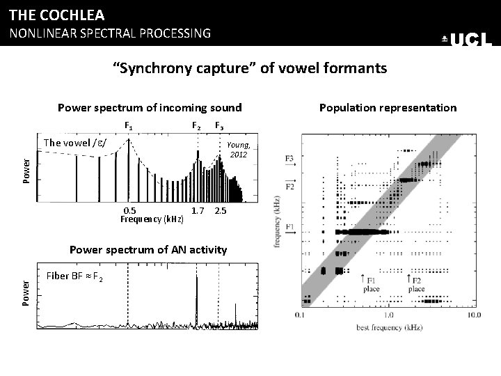 THE COCHLEA NONLINEAR SPECTRAL PROCESSING UCL “Synchrony capture” of vowel formants Power spectrum of THE COCHLEA NONLINEAR SPECTRAL PROCESSING UCL “Synchrony capture” of vowel formants Power spectrum of