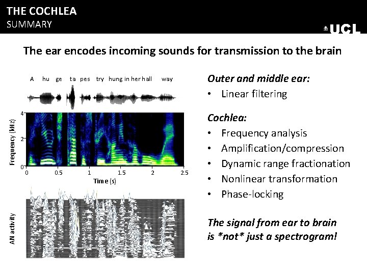 THE COCHLEA SUMMARY UCL The ear encodes incoming sounds for transmission to the brain THE COCHLEA SUMMARY UCL The ear encodes incoming sounds for transmission to the brain