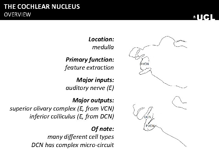 THE COCHLEAR NUCLEUS OVERVIEW UCL Location: medulla Primary function: feature extraction Major inputs: auditory THE COCHLEAR NUCLEUS OVERVIEW UCL Location: medulla Primary function: feature extraction Major inputs: auditory