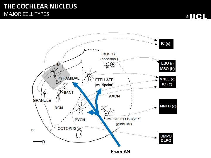 THE COCHLEAR NUCLEUS MAJOR CELL TYPES UCL From AN THE COCHLEAR NUCLEUS MAJOR CELL TYPES UCL From AN