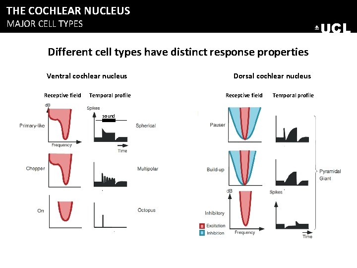 THE COCHLEAR NUCLEUS MAJOR CELL TYPES UCL Different cell types have distinct response properties THE COCHLEAR NUCLEUS MAJOR CELL TYPES UCL Different cell types have distinct response properties