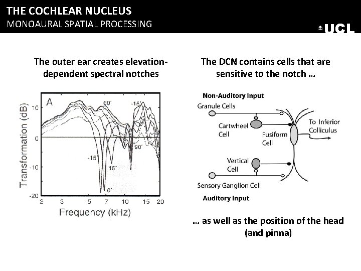 THE COCHLEAR NUCLEUS MONOAURAL SPATIAL PROCESSING The outer ear creates elevationdependent spectral notches UCL THE COCHLEAR NUCLEUS MONOAURAL SPATIAL PROCESSING The outer ear creates elevationdependent spectral notches UCL