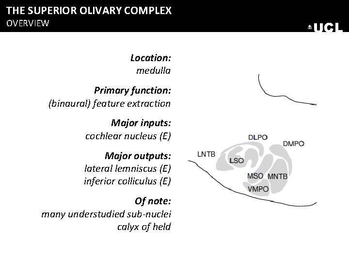 THE SUPERIOR OLIVARY COMPLEX OVERVIEW UCL Location: medulla Primary function: (binaural) feature extraction Major THE SUPERIOR OLIVARY COMPLEX OVERVIEW UCL Location: medulla Primary function: (binaural) feature extraction Major