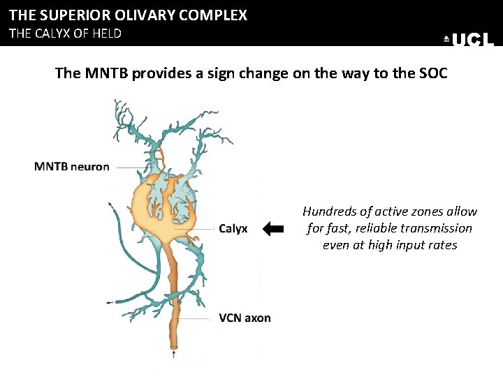 THE SUPERIOR OLIVARY COMPLEX THE CALYX OF HELD UCL The MNTB provides a sign THE SUPERIOR OLIVARY COMPLEX THE CALYX OF HELD UCL The MNTB provides a sign