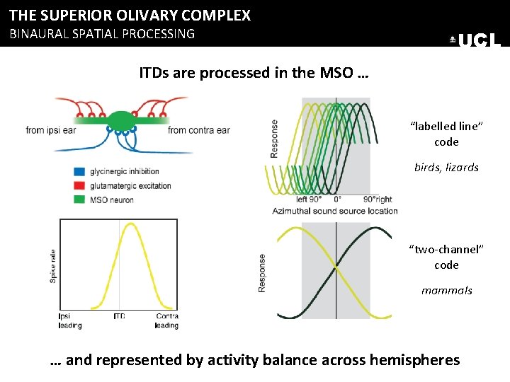THE SUPERIOR OLIVARY COMPLEX BINAURAL SPATIAL PROCESSING UCL ITDs are processed in the MSO THE SUPERIOR OLIVARY COMPLEX BINAURAL SPATIAL PROCESSING UCL ITDs are processed in the MSO