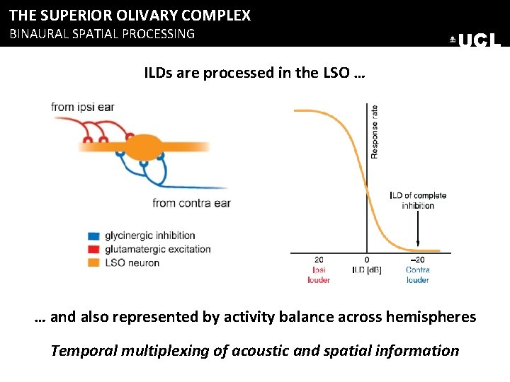 THE SUPERIOR OLIVARY COMPLEX BINAURAL SPATIAL PROCESSING UCL ILDs are processed in the LSO THE SUPERIOR OLIVARY COMPLEX BINAURAL SPATIAL PROCESSING UCL ILDs are processed in the LSO