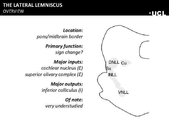 THE LATERAL LEMNISCUS OVERVIEW UCL Location: pons/midbrain border Primary function: sign change? Major inputs: THE LATERAL LEMNISCUS OVERVIEW UCL Location: pons/midbrain border Primary function: sign change? Major inputs: