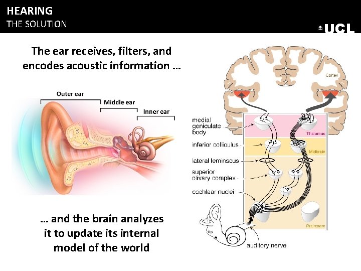 HEARING THE SOLUTION The ear receives, filters, and encodes acoustic information … … and HEARING THE SOLUTION The ear receives, filters, and encodes acoustic information … … and