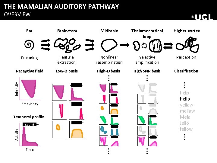 THE MAMALIAN AUDITORY PATHWAY OVERVIEW UCL Brainstem Midbrain Thalamocortical loop Higher cortex Encoding Feature THE MAMALIAN AUDITORY PATHWAY OVERVIEW UCL Brainstem Midbrain Thalamocortical loop Higher cortex Encoding Feature