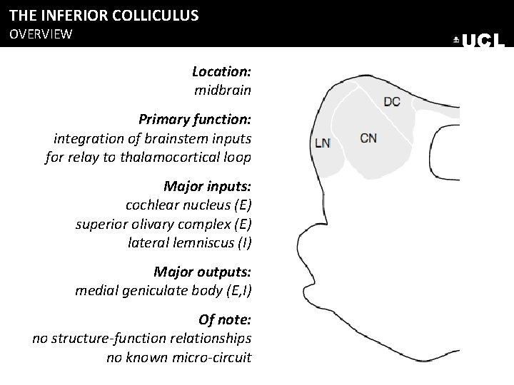 THE INFERIOR COLLICULUS OVERVIEW UCL Location: midbrain Primary function: integration of brainstem inputs for THE INFERIOR COLLICULUS OVERVIEW UCL Location: midbrain Primary function: integration of brainstem inputs for