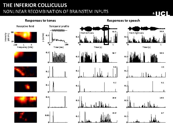 THE INFERIOR COLLICULUS NONLINEAR RECOMBINATION OF BRAINSTEM INPUTS Responses to tones p (spike) Intensity THE INFERIOR COLLICULUS NONLINEAR RECOMBINATION OF BRAINSTEM INPUTS Responses to tones p (spike) Intensity