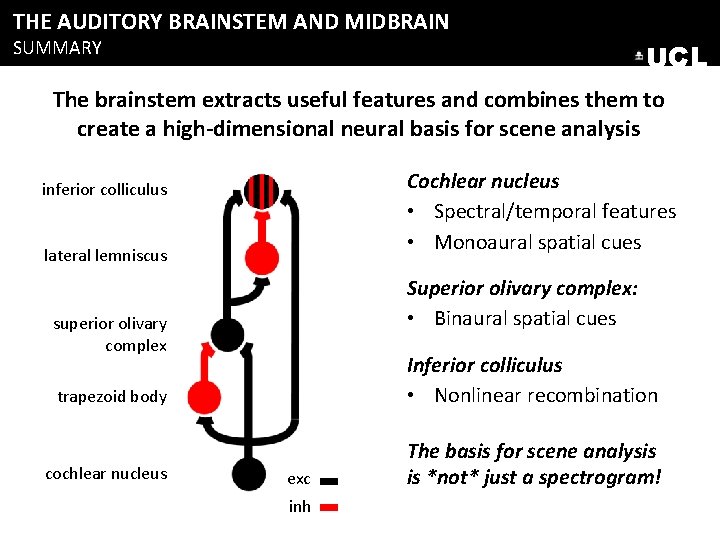 THE AUDITORY BRAINSTEM AND MIDBRAIN SUMMARY UCL The brainstem extracts useful features and combines THE AUDITORY BRAINSTEM AND MIDBRAIN SUMMARY UCL The brainstem extracts useful features and combines