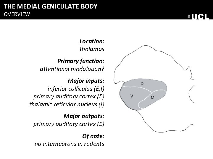 THE MEDIAL GENICULATE BODY OVERVIEW UCL Location: thalamus Primary function: attentional modulation? Major inputs: THE MEDIAL GENICULATE BODY OVERVIEW UCL Location: thalamus Primary function: attentional modulation? Major inputs: